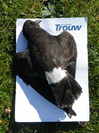 Dood stormvogeltje, Foto Koos Dijksterhuis