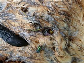 Vleesvlieg en slak en wesp op dode kerkuil. Foto Rob Bijlsma 