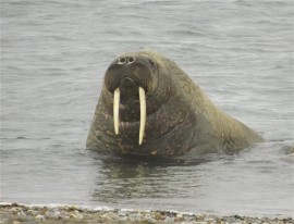 Walrus. Foto Koos Dijksterhuis