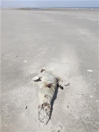 onthoofde jonge zeehond. Foto Koos Dijksterhuis