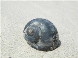 Tepelhoorn. Foto Koos Dijksterhuis