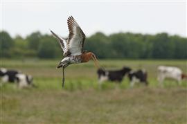 Grutto. Foto Job Leideritz