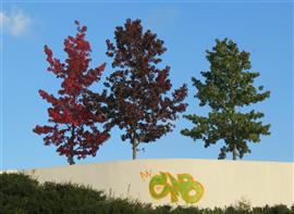 Herfstige bomen. Foto Koos Dijksterhuis 