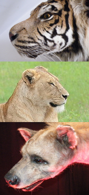Koppie koppie van tijger, leeuw en hyena 