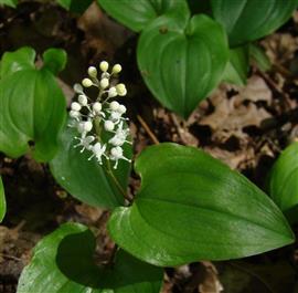 Dalkruid. Foto Jeanette Essink