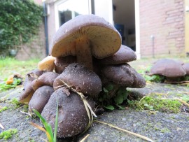 Bruine bundel bundelzwammen. Foto Koos Dijksterhuis 