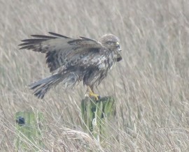 Buizerd. Foto Koos Dijksterhuis