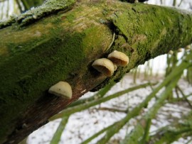 Oortjes Crepidotus sp. Foto Koos Dijksterhuis 