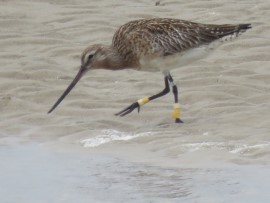 Rosse grutto Y8YWWY 12 mei op Texel, Foto Koos Dijksterhuis