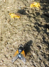 Schorsvlieg en twee strontvliegen Foto Koos Dijksterhuis 