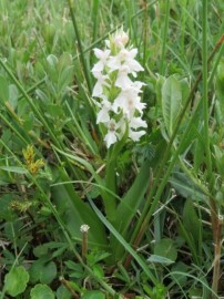 Witte mei-orchis Foto Koos Dijksterhuis 