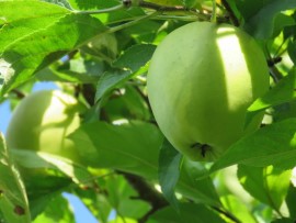 Appel in de appelboom. Foto Koos Dijksterhuis