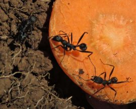 Mieren Aphaenogaster sp op wortel. Foto Koos Dijksterhuis