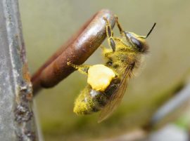 Honingbij met stuifmeel Foto Koos Dijksterhuis
