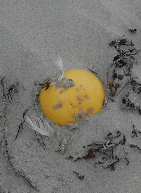 Grapefruit op strand. Foto Koos Dijksterhuis