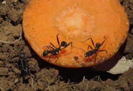 Mieren op wortel. Foto Koos Dijksterhuis