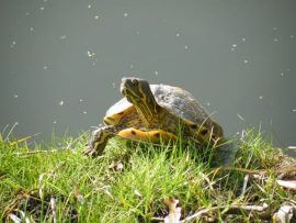 Geelbuikschildpad. Foto Koos Dijksterhuis