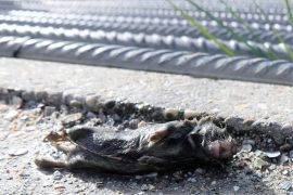 Veldmuis dood bij raster. Foto Koos Dijksterhuis