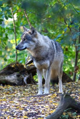 Wolf. Foto Mark Zekhuis