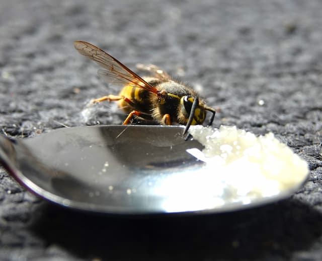 Wesp en honing. Foto Koos Dijksterhuis