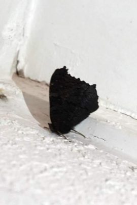 Dagpauwoog. Foto Koos Dijksterhuis