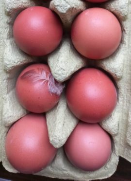 Eieren met veertje. Koos Dijksterhuis
