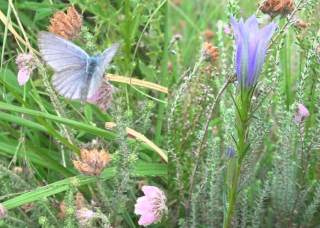 Gentiaanblauwtje en klokjesgentiaan. Foto's Koos Dijksterhuis