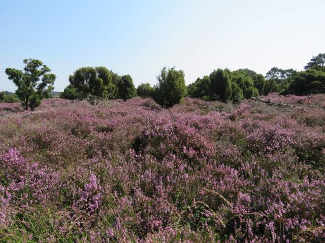 Heide in bloei. Foto Koos Dijksterhuis