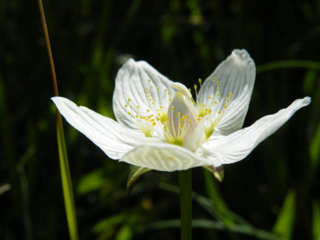 Parnassia. Foto Koos Dijksterhuis