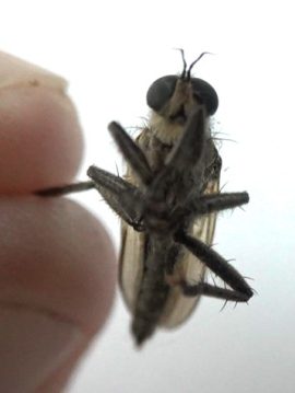 Slankpootvlieg Poecilobothrus nobilitatus. Foto Koos Dijksterhuis