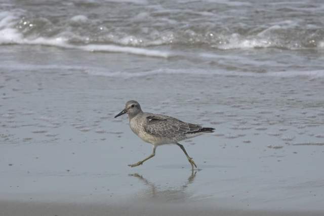 Kanoetstrandloper Schiermonnikook. Foto Koos Dijksterhuis