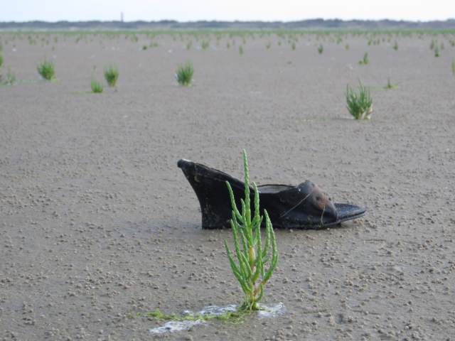 Schoen op het Rif van Schiermonnikoog. Foto Koos Dijksterhuis