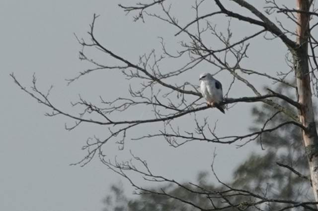 Grijze wouw. Foto Koos Dijksterhuis