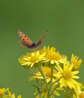 Kleine vuurvlinder op Jakobskruiskruid. Foto Koos Dijksterhuis