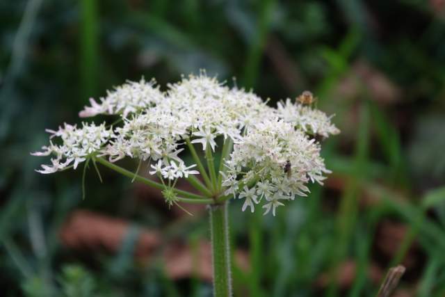 Berenklauw + bloemvlieg + strontvlieg. Foto Koos Dijksterhuis