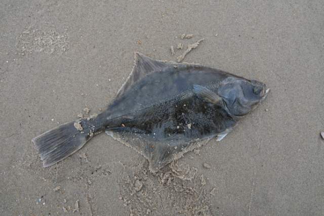 Bot. Foto Koos Dijksterhuis