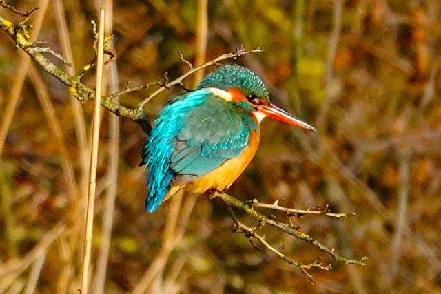 IJsvogel. Foto Koos Dijksterhuis