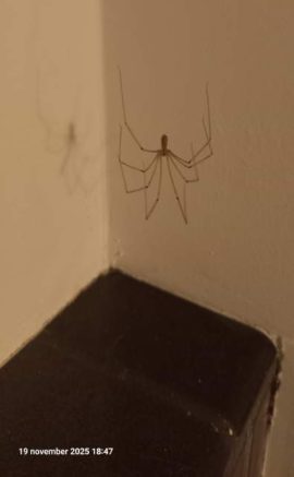 Trilspin Foto Koos Dijksterhuis