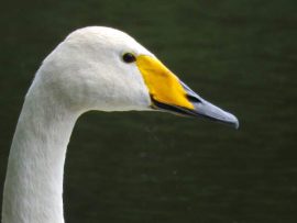 Wilde zwaan Foto Koos Dijksterhuis