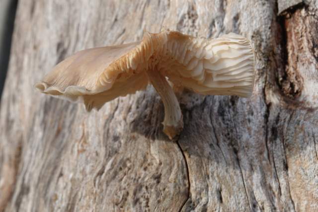 Hertenzwam. Foto Koos Dijksterhuis