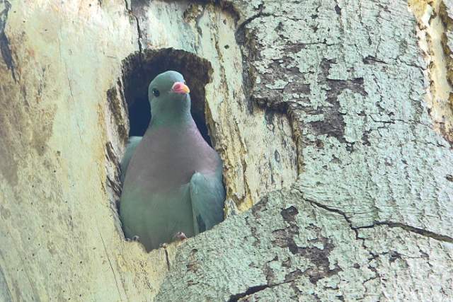 Holenduif. Foto Koos Dijksterhuis