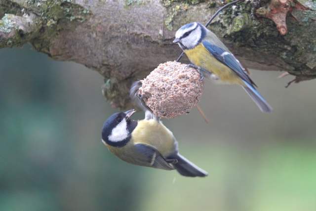 Pimpelmees (boven) en koolmees Foto Koos Dijksterhuis