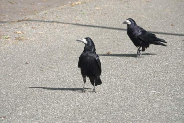 Roeken. Foto Koos Dijksterhuis