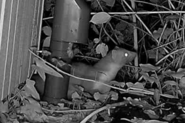 Steenmarter Foto Koos Dijksterhuis 