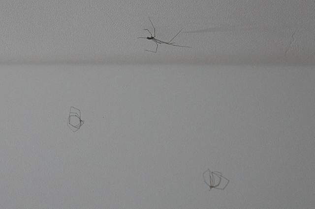 Trilspinnen. Foto Koos Dijksterhuis