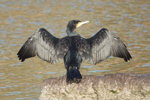 Aalscholver droogt vleugels Foto Koos Dijksterhuis