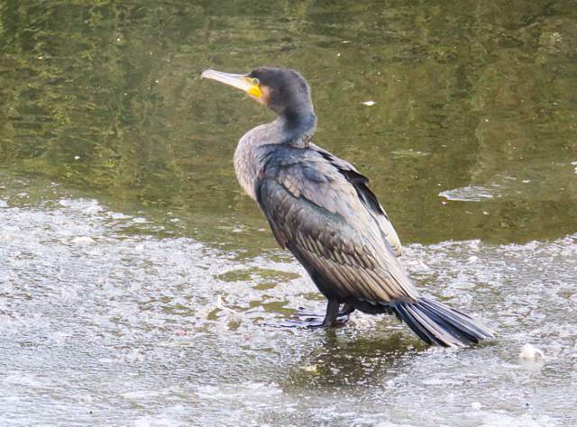 Aalscholver op ijs. Foto Koos Dijksterhuis