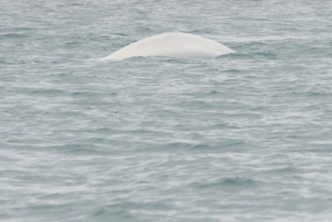Beluga. Foto Oceanwide