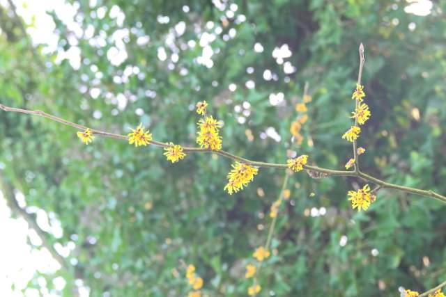 Toverhazelaar. Foto Koos Dijksterhuis