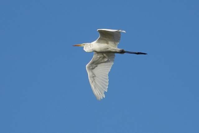Grote zilverreiger. Foto Koos Dijksterhuis